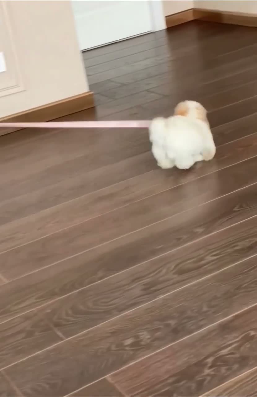 Maltipoo dogs for sale: Alicia - Video 1