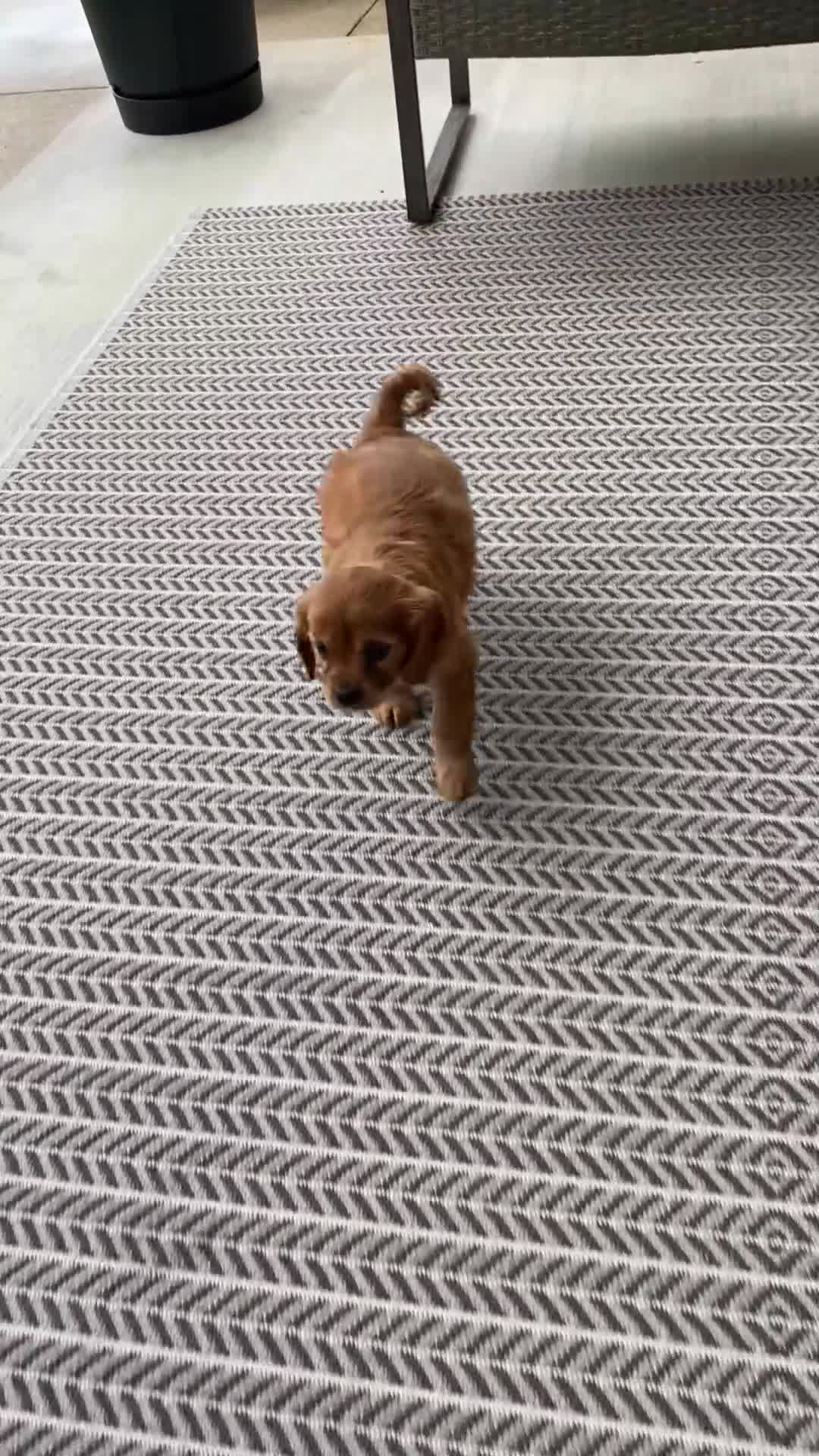Miniature Golden Retriever dogs for sale: Muffin  - Video 1
