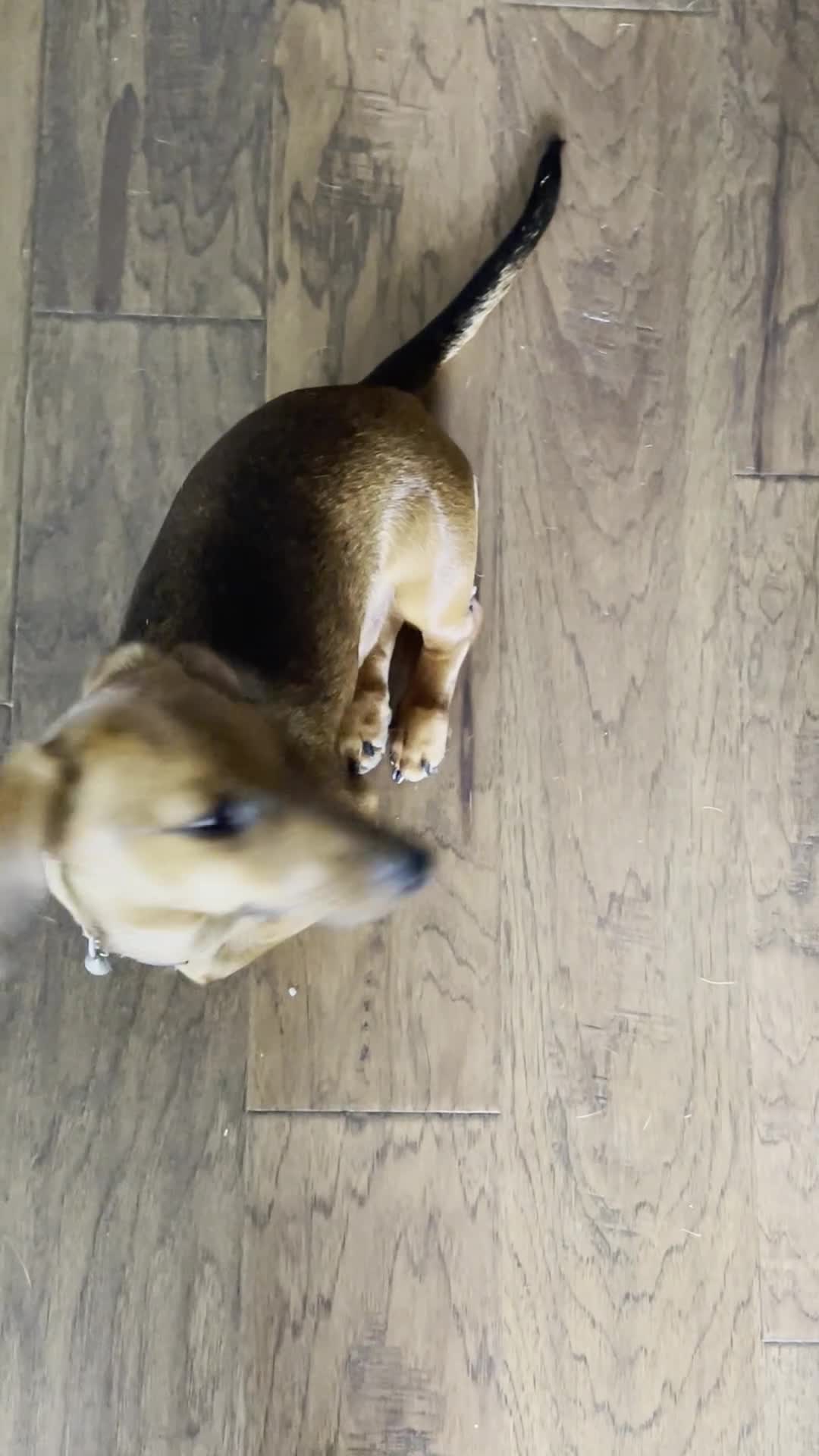 Miniature Dachshund dogs for sale: Geralt (like Gary, Gare+ ult) - Video 1