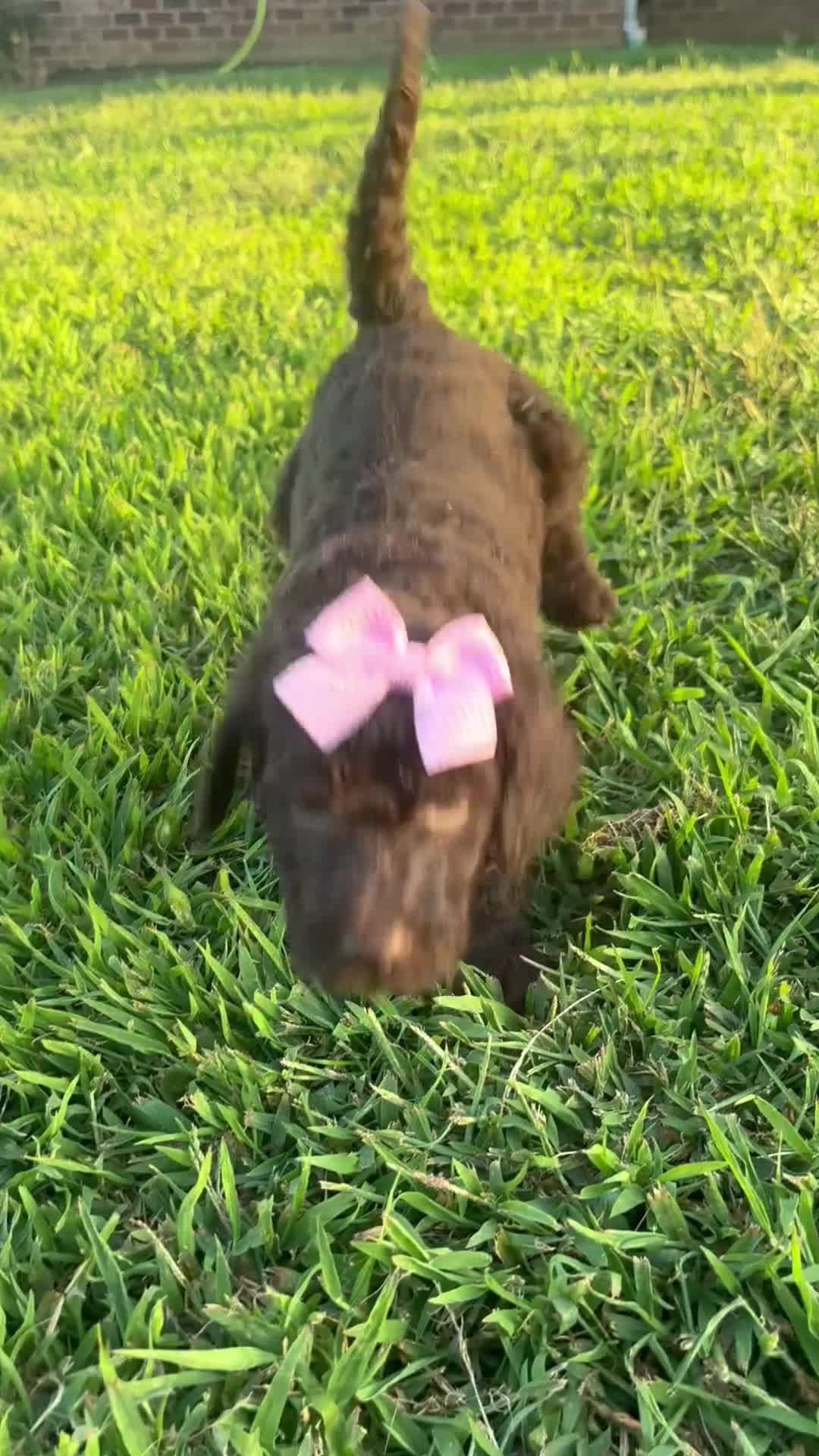 Standard Poodle dogs for sale: Pink collar - Video 1