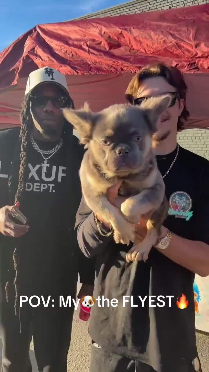 French Bulldog dogs for sale: Rocky🩶Rare Lilac Tan Fluffy in LA, CA - USA DELIVERY & FINANCING OPTIONS AVAILABLE! - Video 3