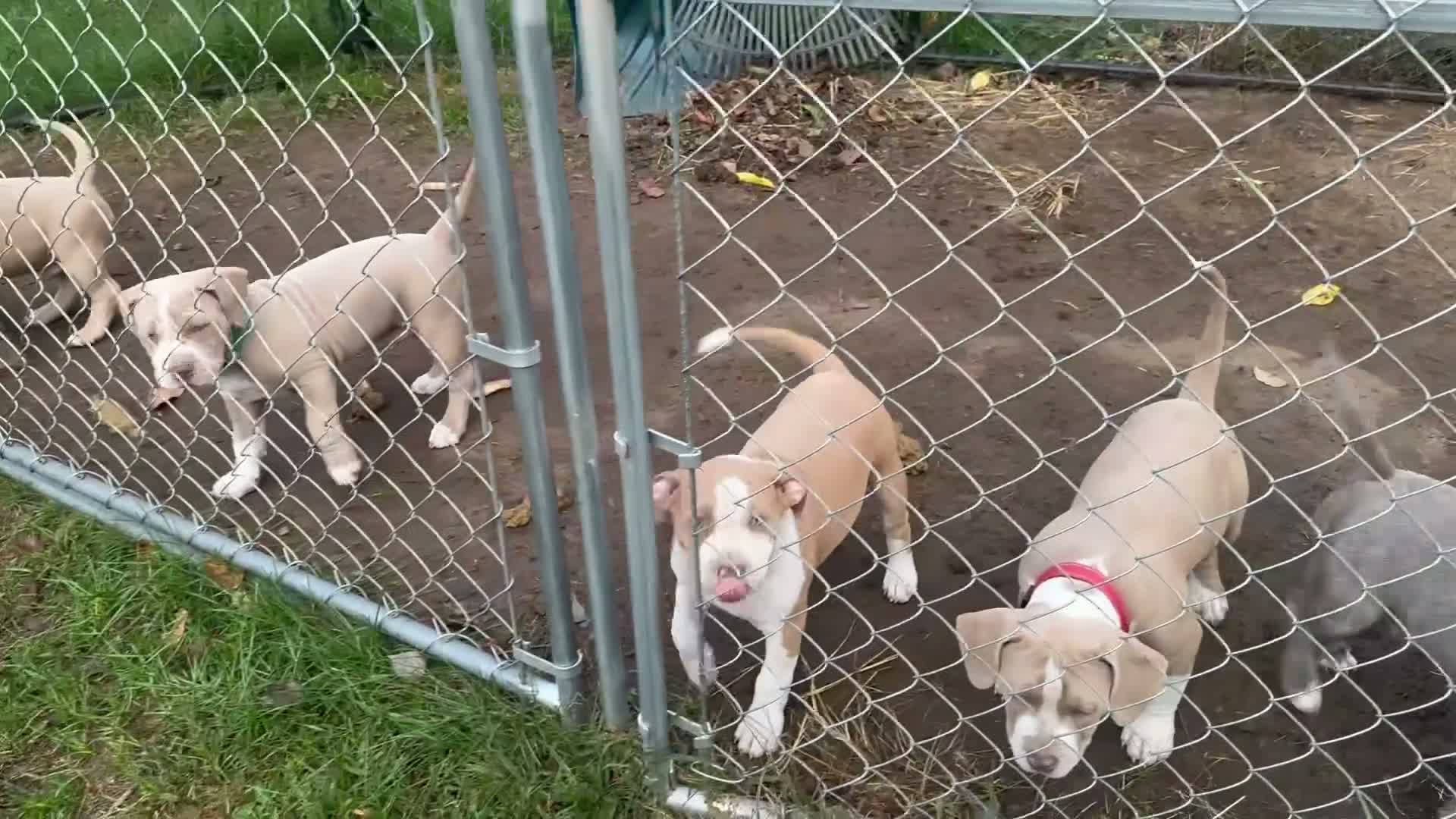 American Bully dogs for sale: Tank - Video 1