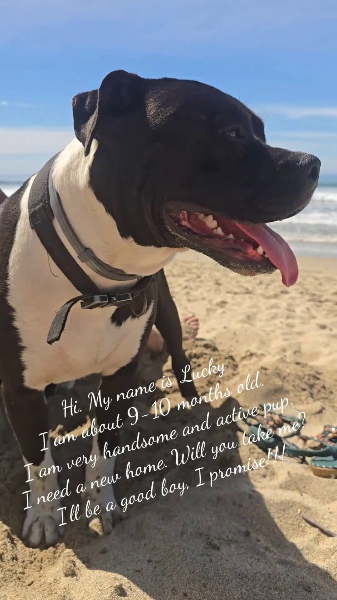 American Pit Bull Terrier dogs for sale: American Pit Bull Terrier Puppy 1 - Video 1