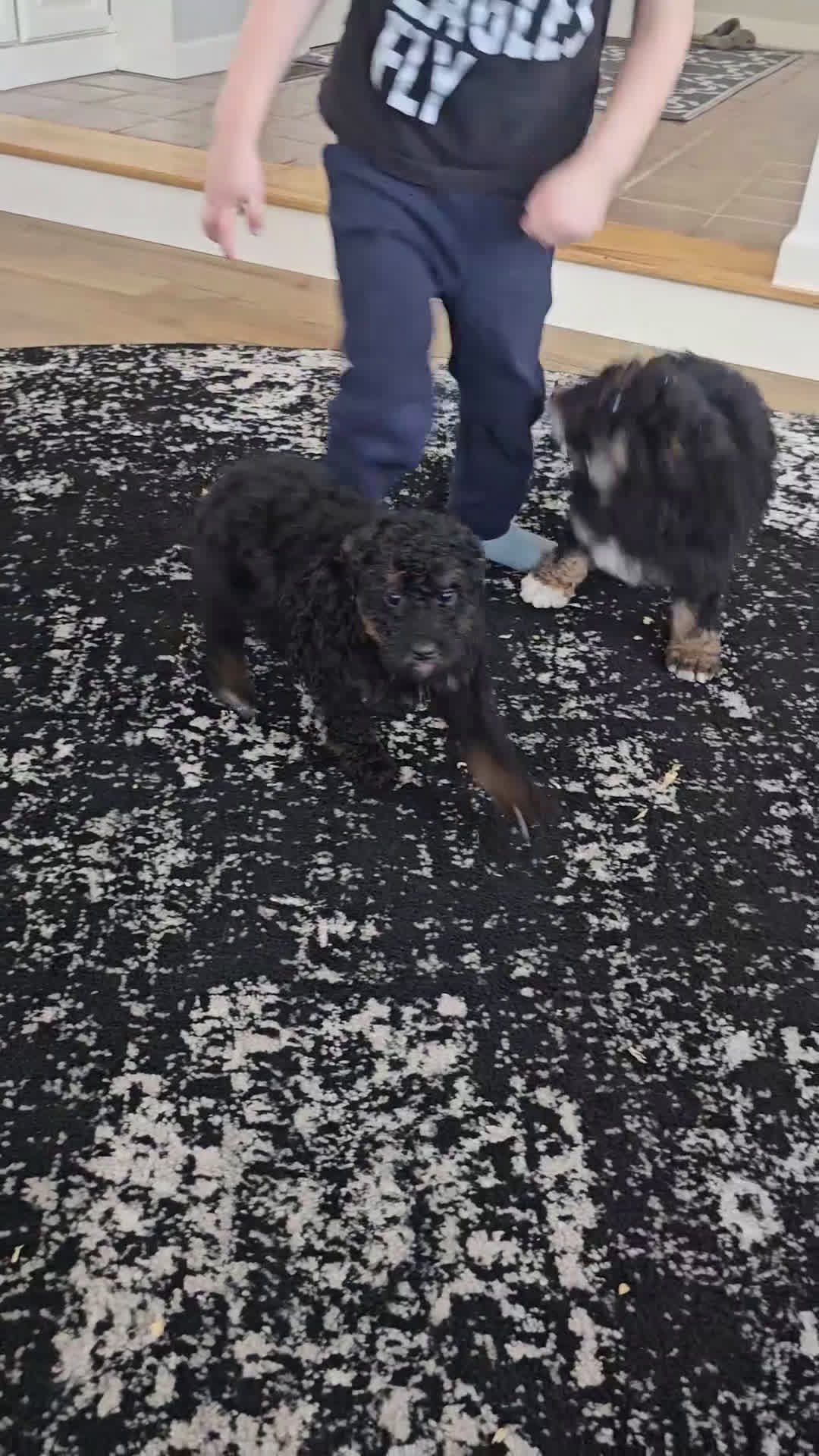 Mini Bernedoodle dogs for sale: Natalie  - Video 1