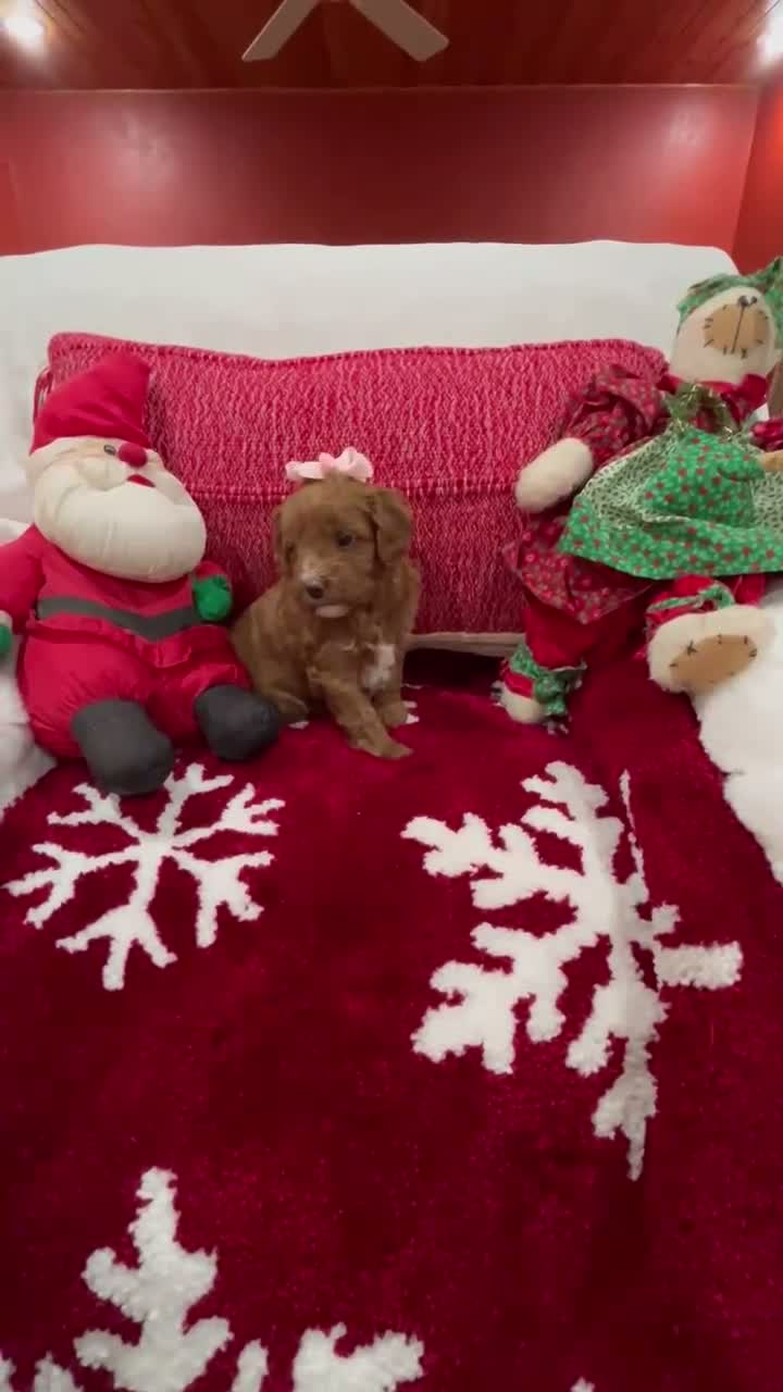 Mini Goldendoodle dogs for sale: Petite Mini Goldendoodle Muffin - Video 2