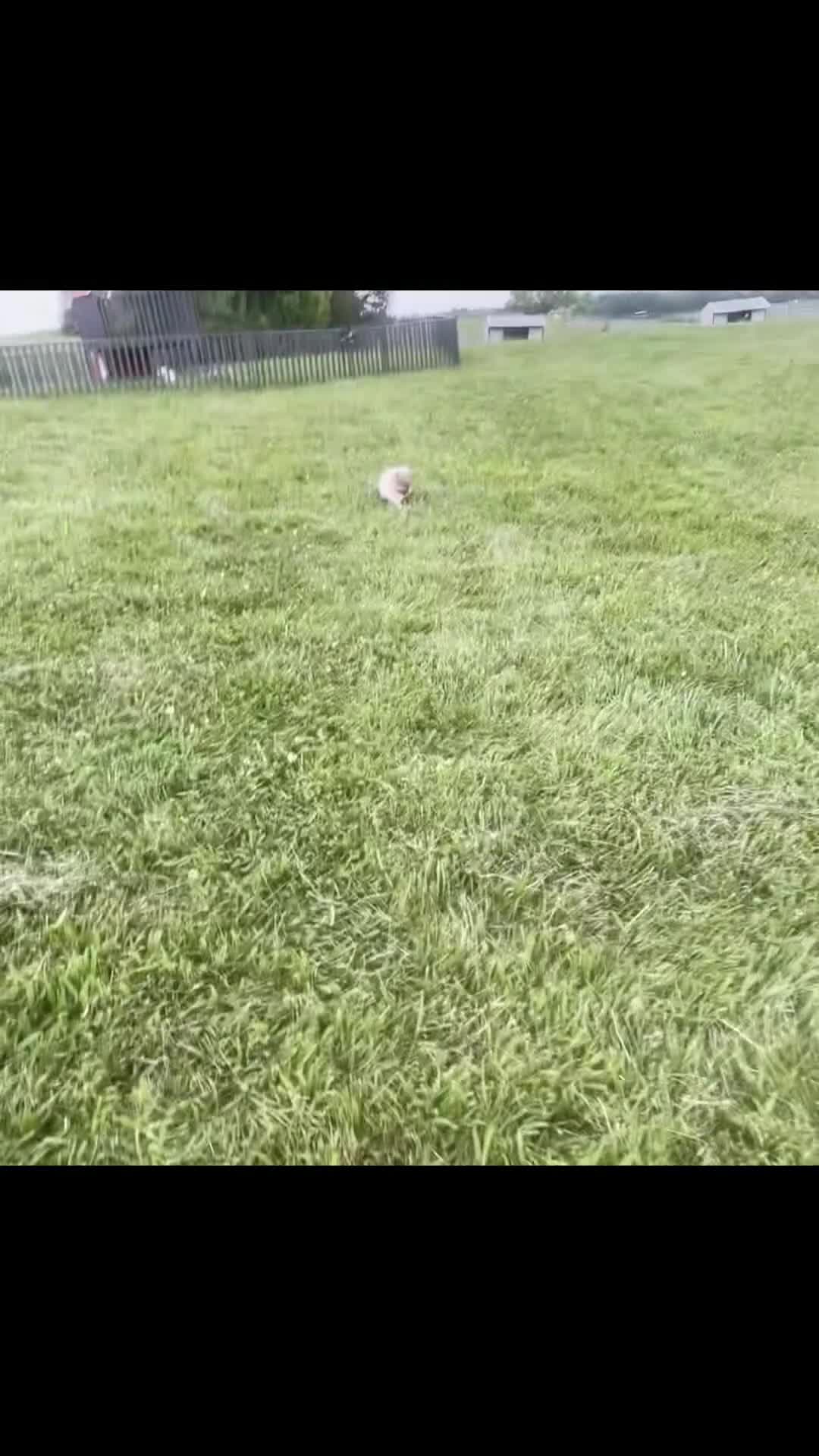 Pomeranian dogs for sale: Conrad - Video 1