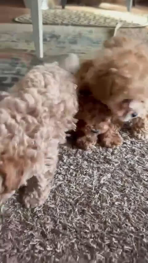 Toy Poodle dogs for sale: Teddy - Video 1