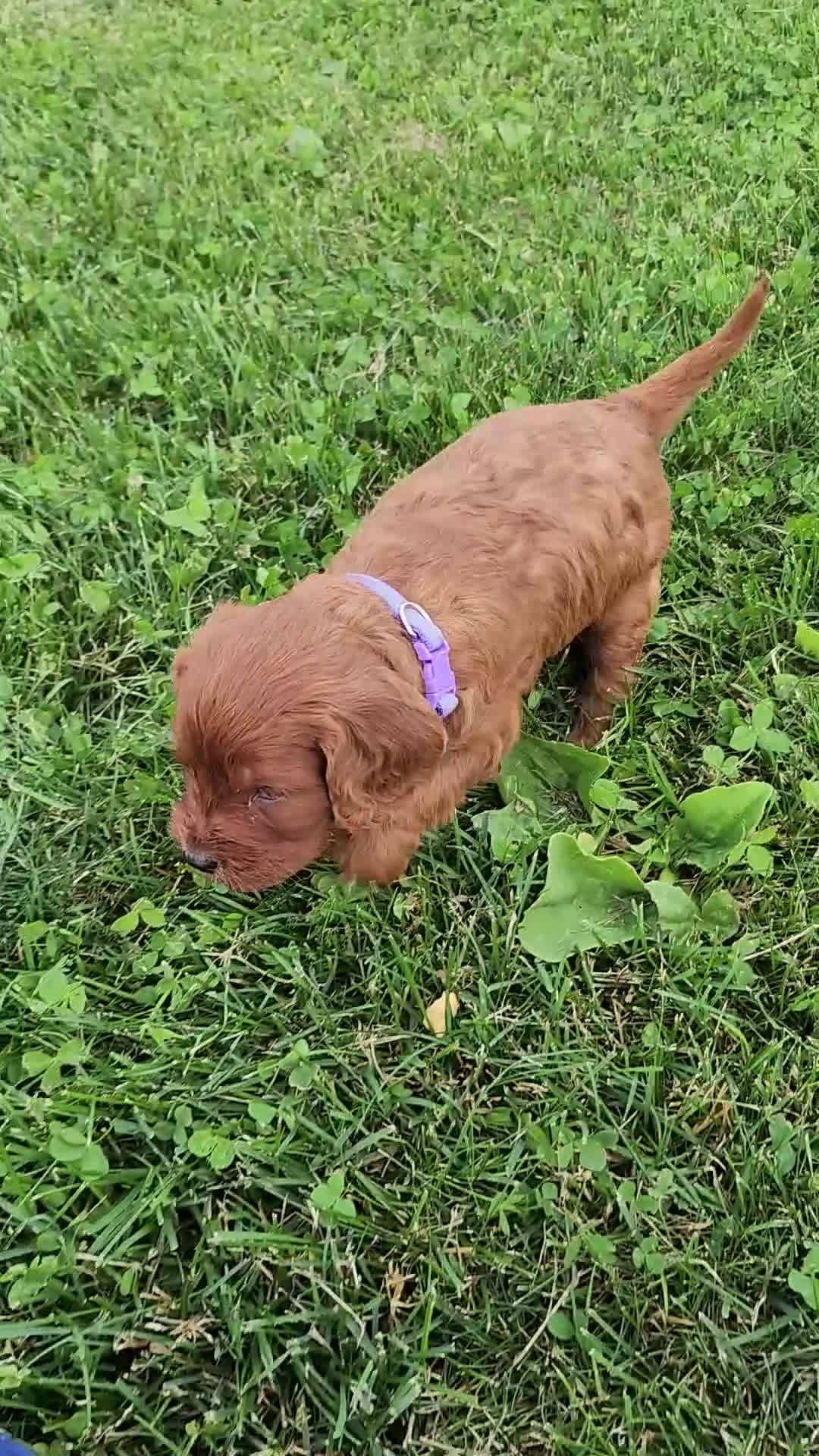 Cavapoo dogs for sale: Fern  - Video 2