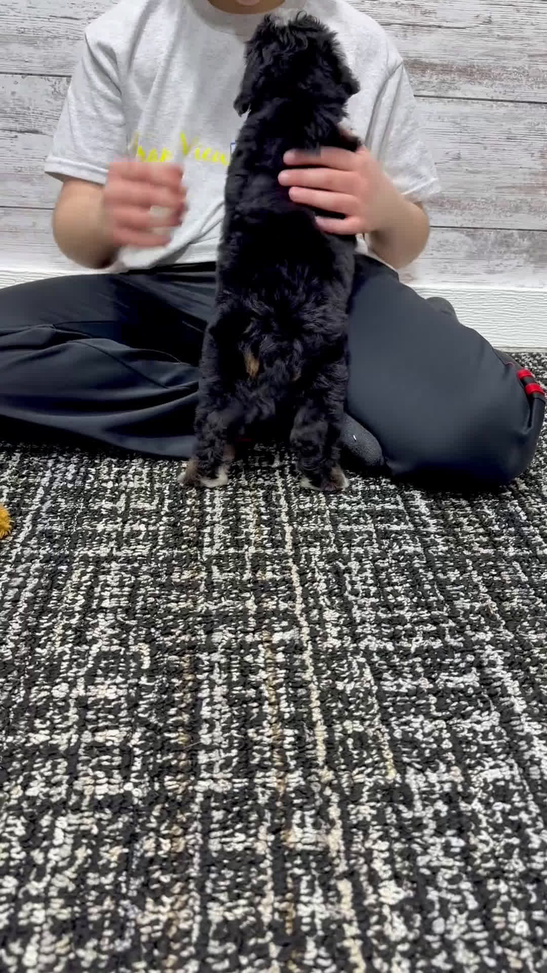 Mini Bernedoodle dogs for sale: 💖 Chloe - Video 2