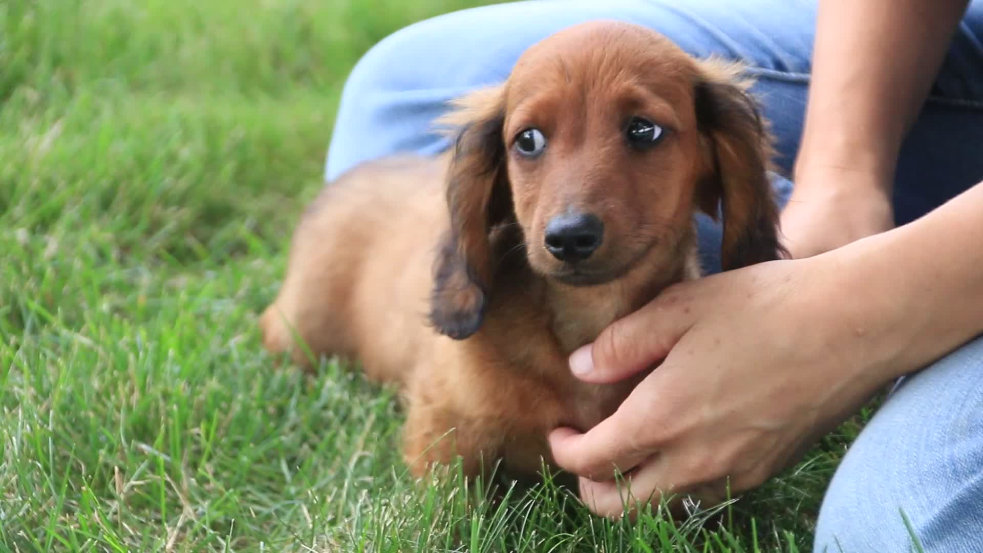 Miniature Dachshund dogs for sale: Tony - Video 1