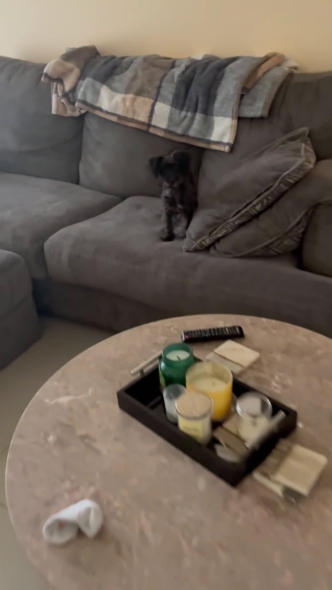 Yorkiepoo dogs for sale: Yorkiepoo Puppy 1 - Video 1