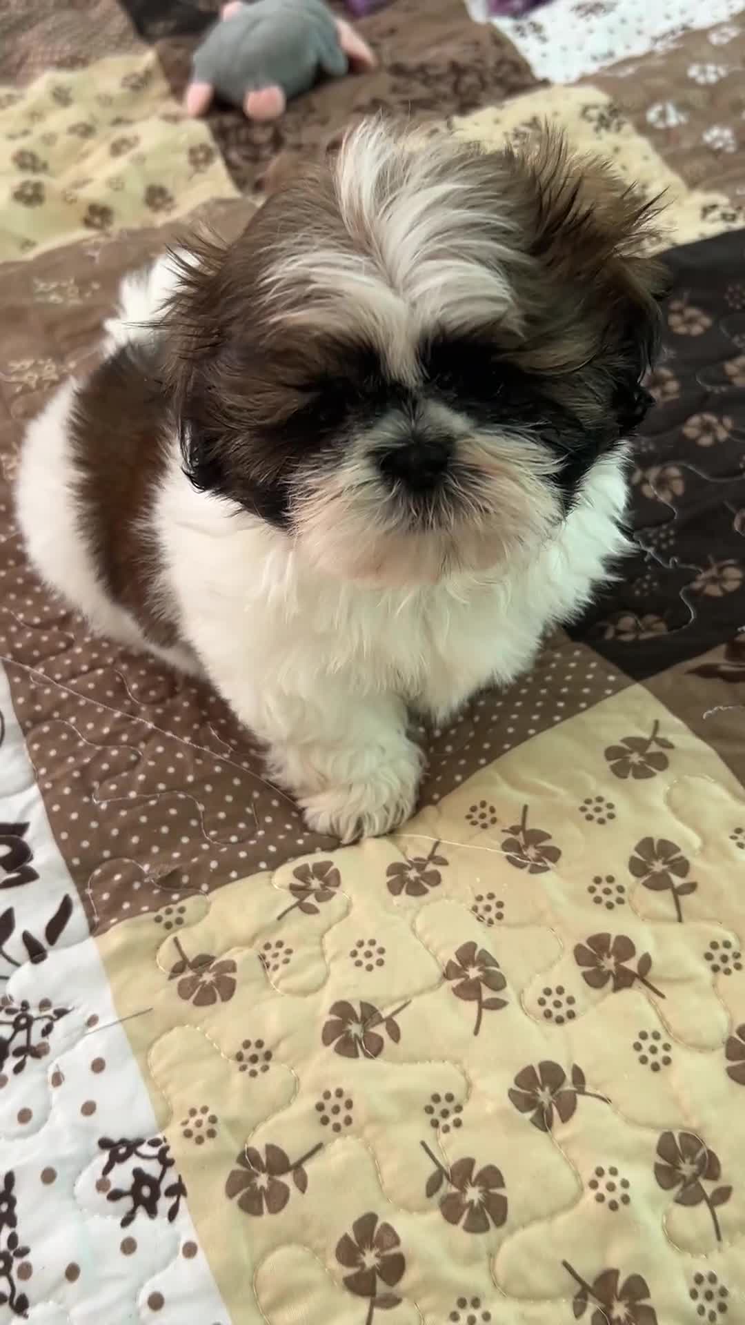 Shih Tzu dogs for sale: James - Video 1