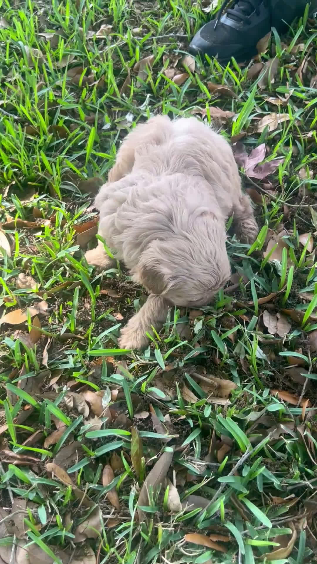 Cavapoo dogs for sale: Luna - Video 1