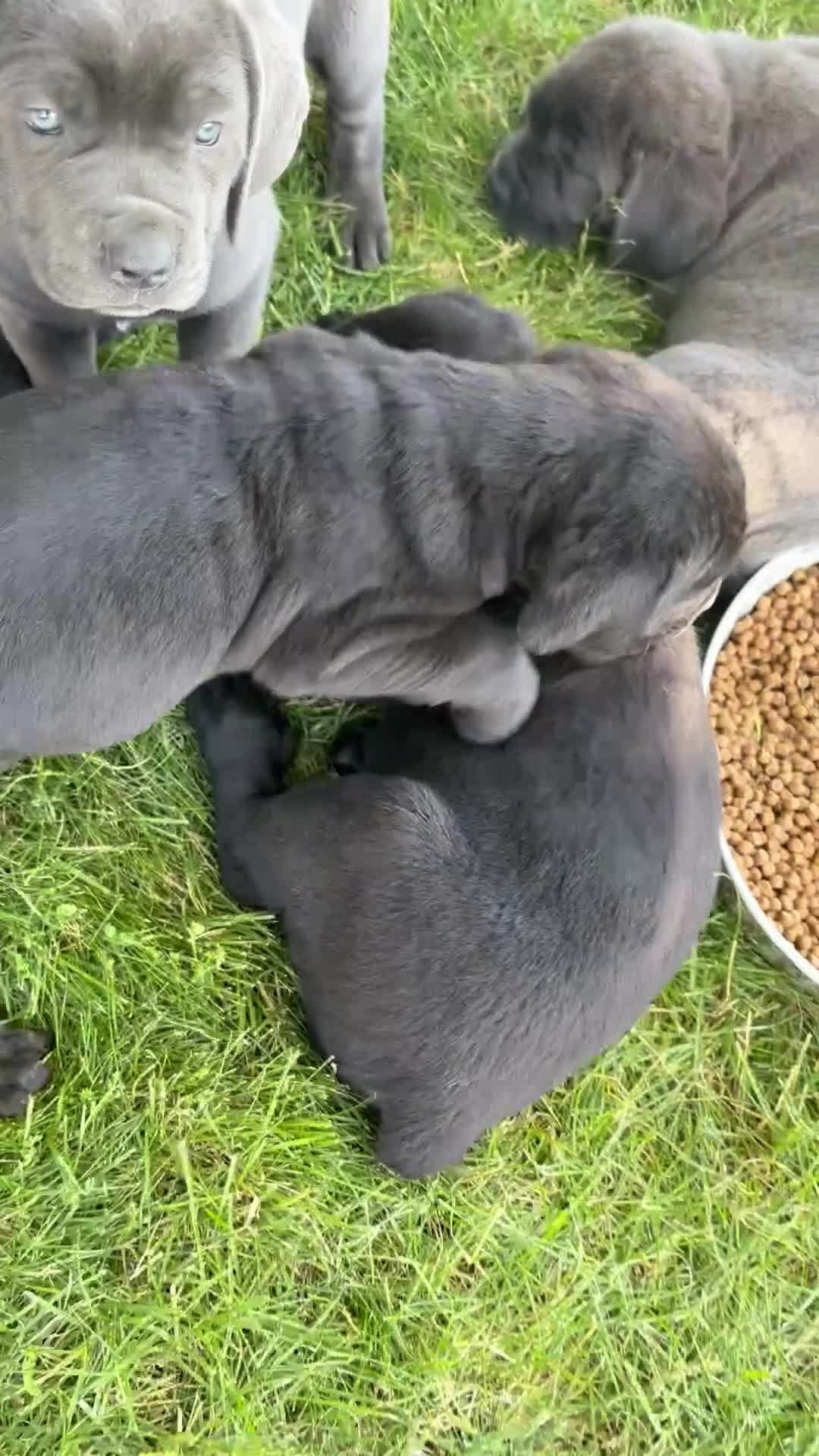 Cane Corso dogs for sale: Maple  - Video 1