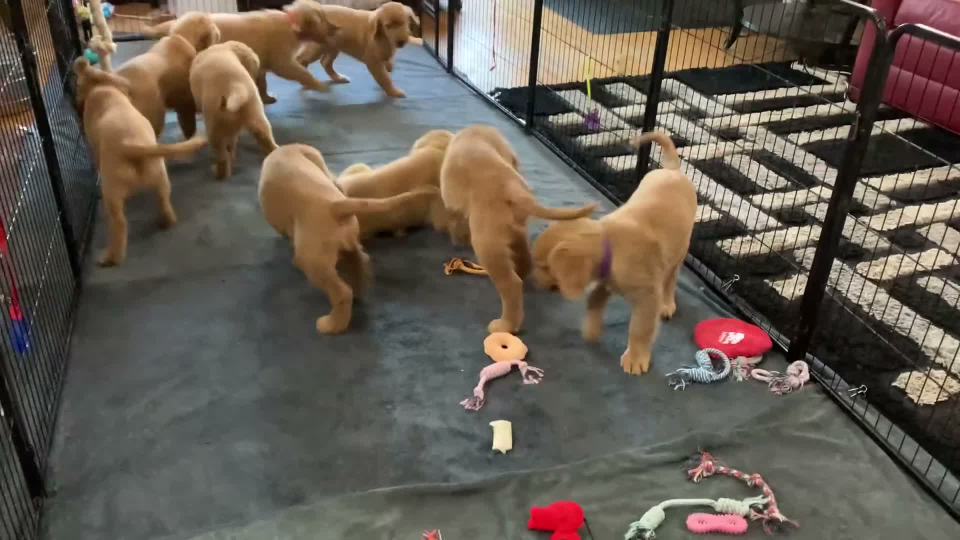 Golden Retriever dogs for sale: Pink CKC/DNA HLTH Tested - Video 1