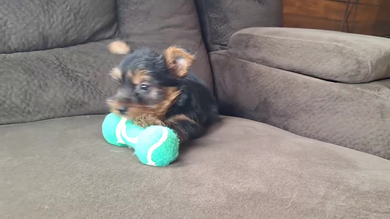 Yorkshire Terrier dogs for sale: Reba - Video 3