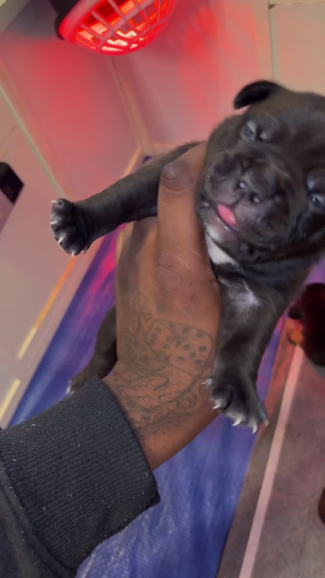 American Bully dogs for sale: American Bully Black Ghost Tri Male - Video 2