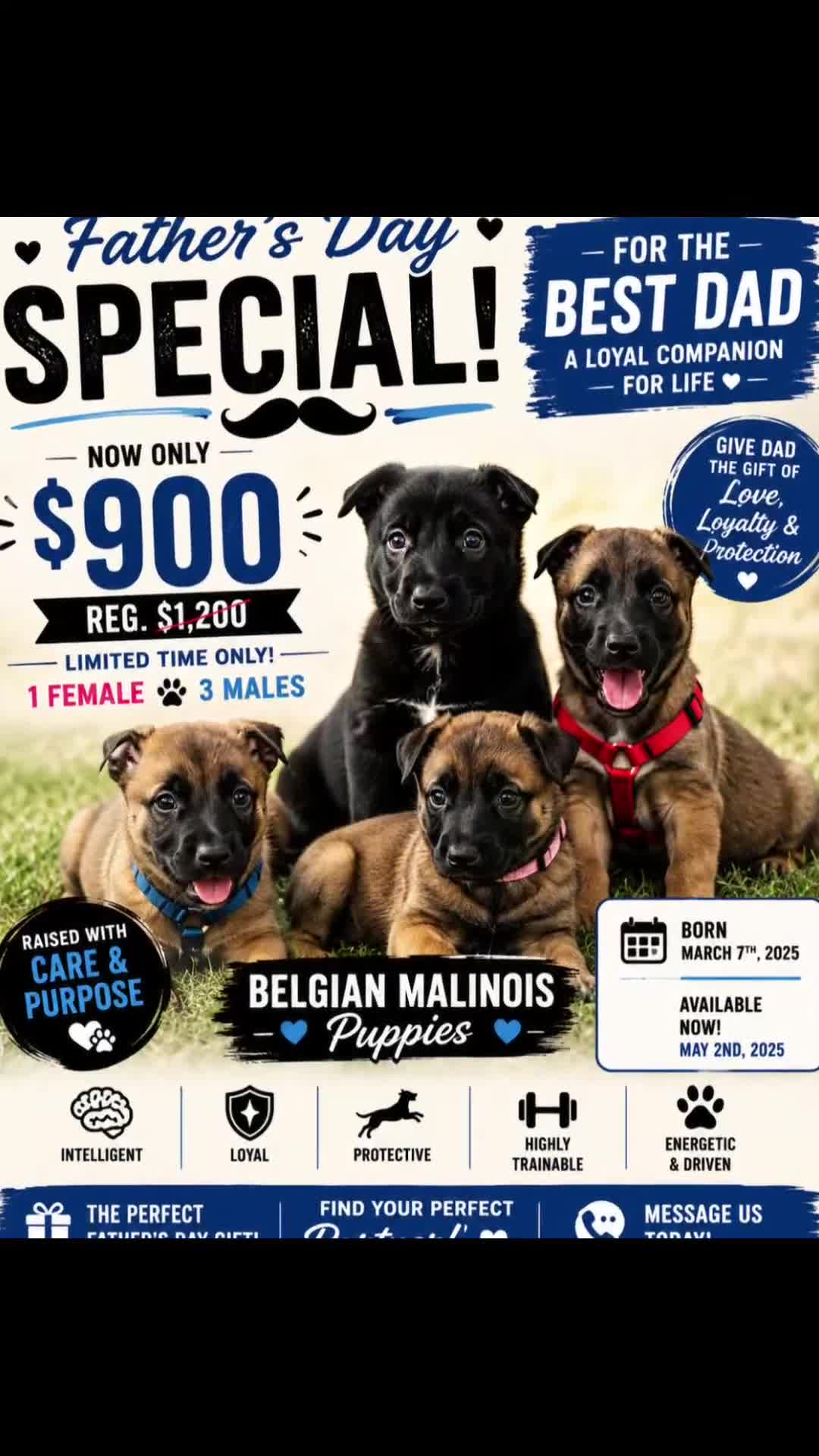 Belgian Malinois dogs for sale: Belgian Malinois Puppy 3 (Boss Man) - Video 1