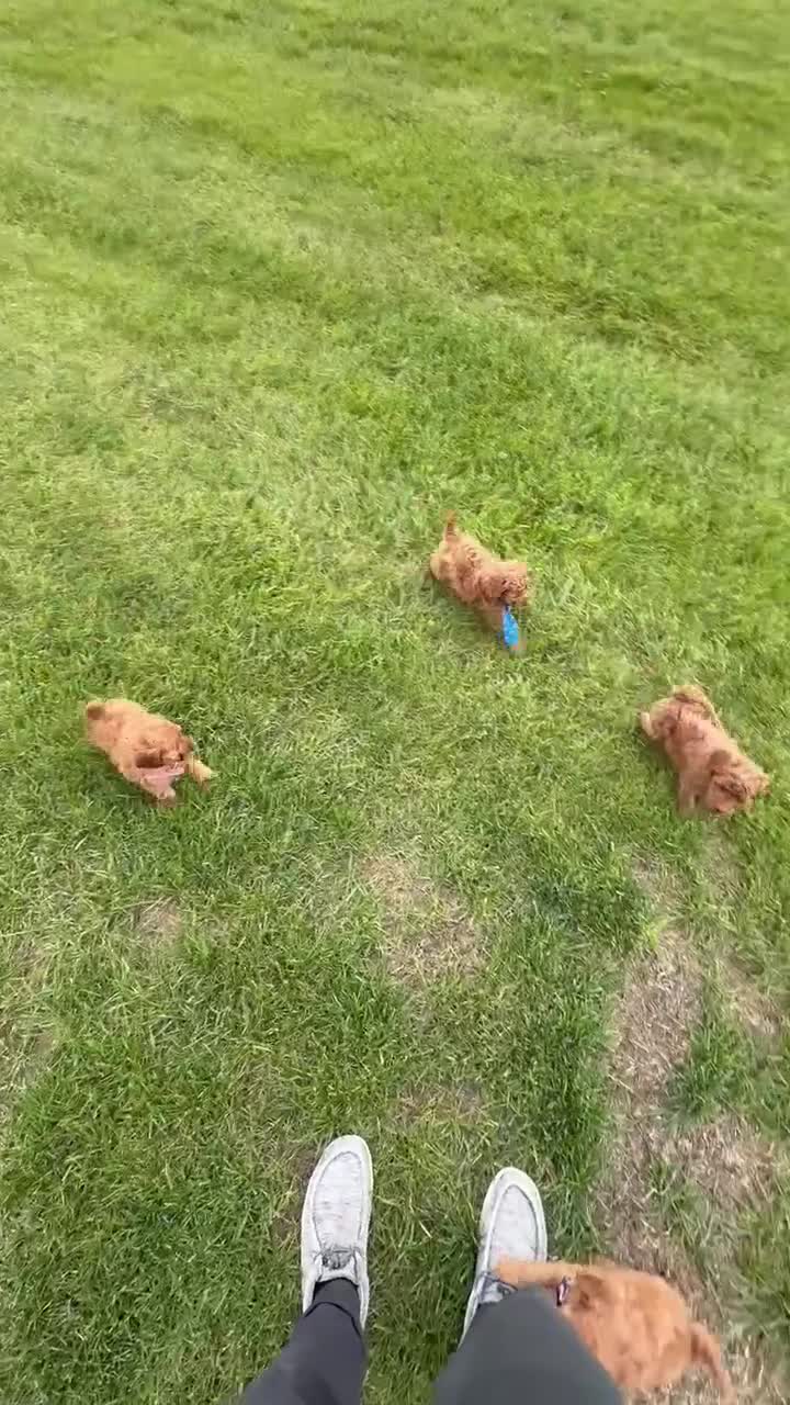 Mini Goldendoodle dogs for sale: Mini Gigi - Video 3