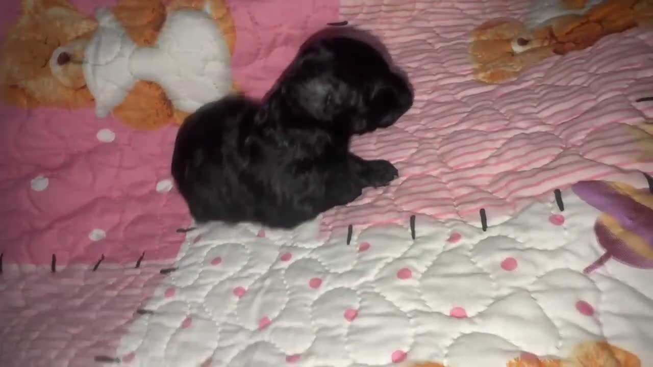 Toy Poodle dogs for sale: Toy Poodle 3 - Video 1