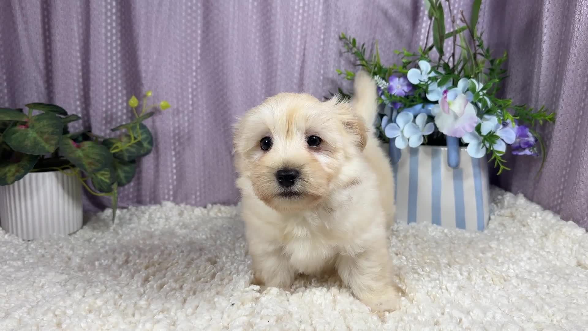 Havanese dogs for sale: Havanese 1 - Video 1