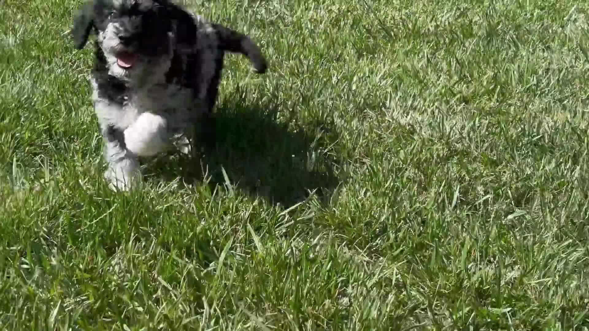 Goldendoodle dogs for sale: Luna  - Video 1