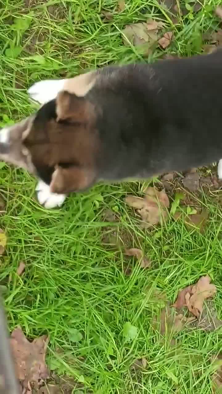 Shiba Inu dogs for sale: Keno 7 weeks old. - Video 1