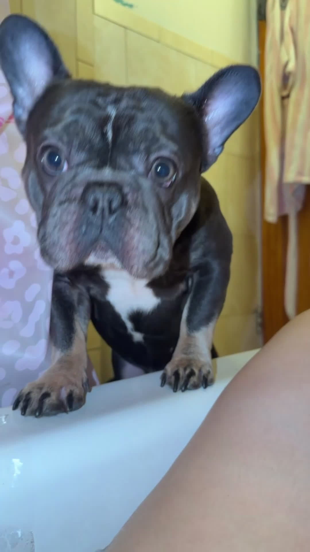 French Bulldog dogs for stud: ACE M. - Video 2