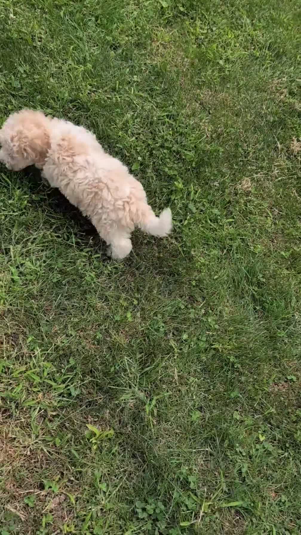 Havapoo dogs for sale: Milo - Video 1