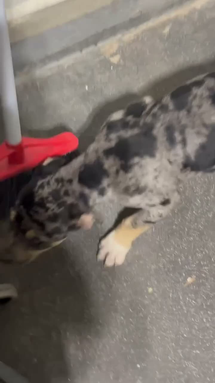 American Bully dogs for sale: Monopoly - Video 1