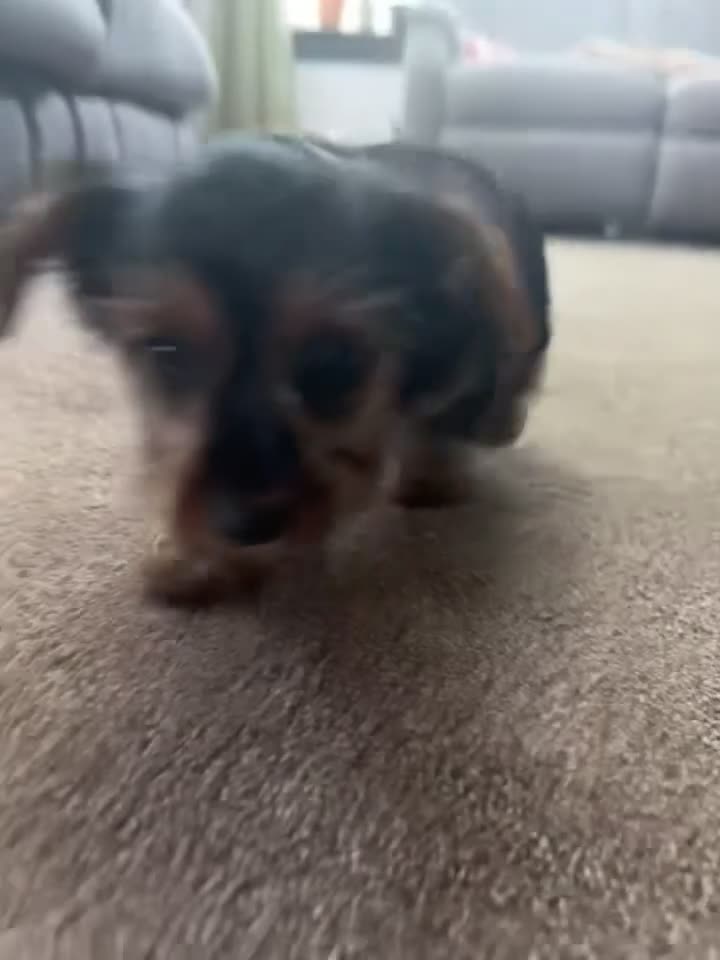 Yorkshire Terrier dogs for sale: Gabby - Video 1