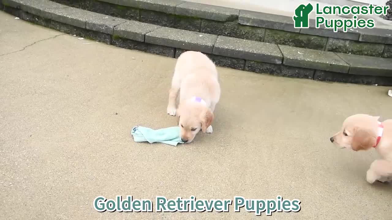 Golden Retriever dogs for sale: Rebel - Video 1