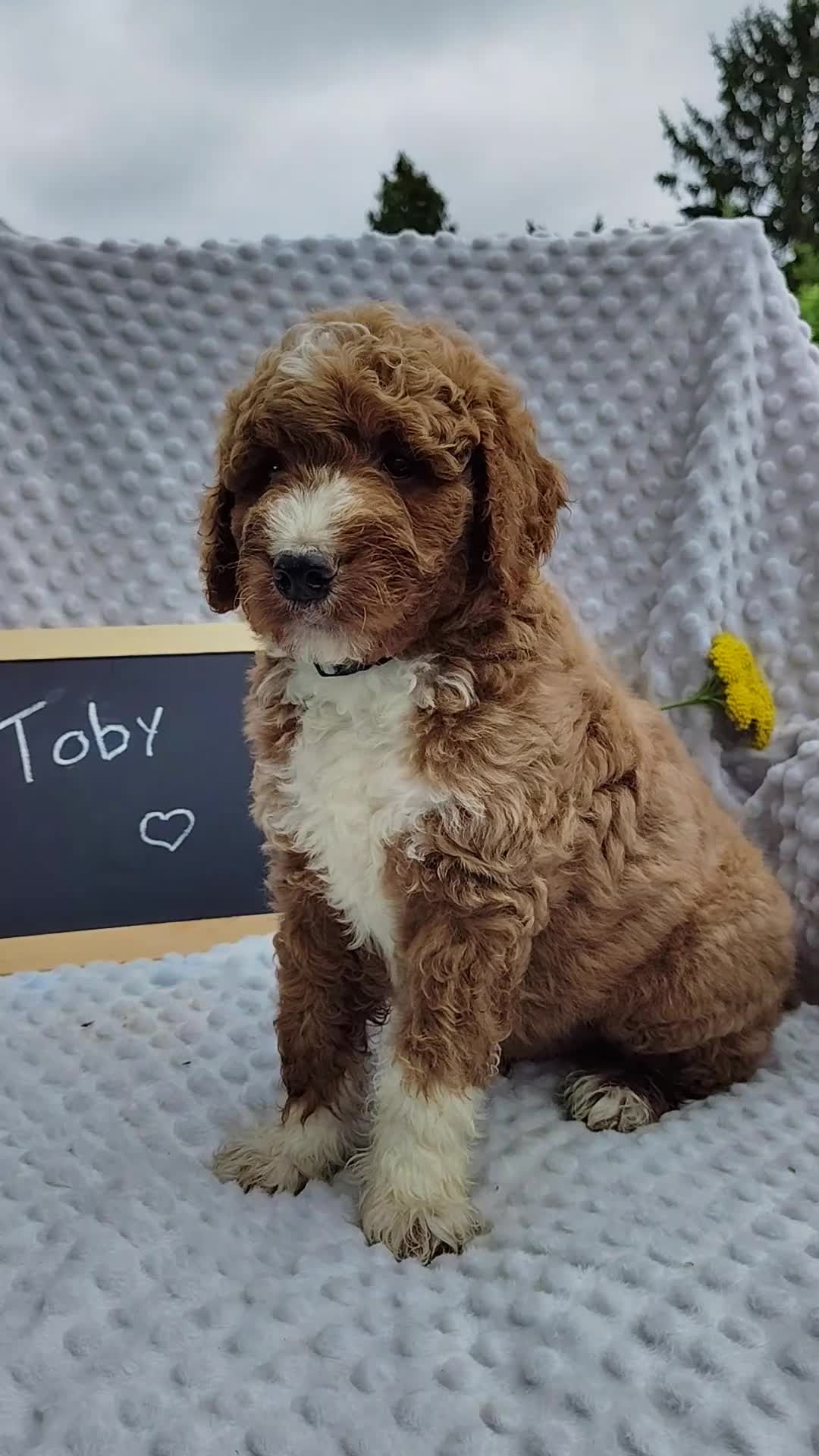 Mini Goldendoodle dogs for sale: Toby - Video 3