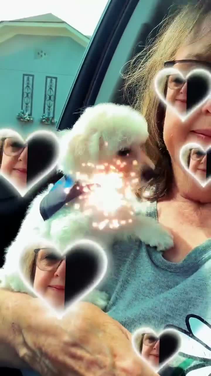 Maltipoo dogs for sale: Turbo  - Video 1