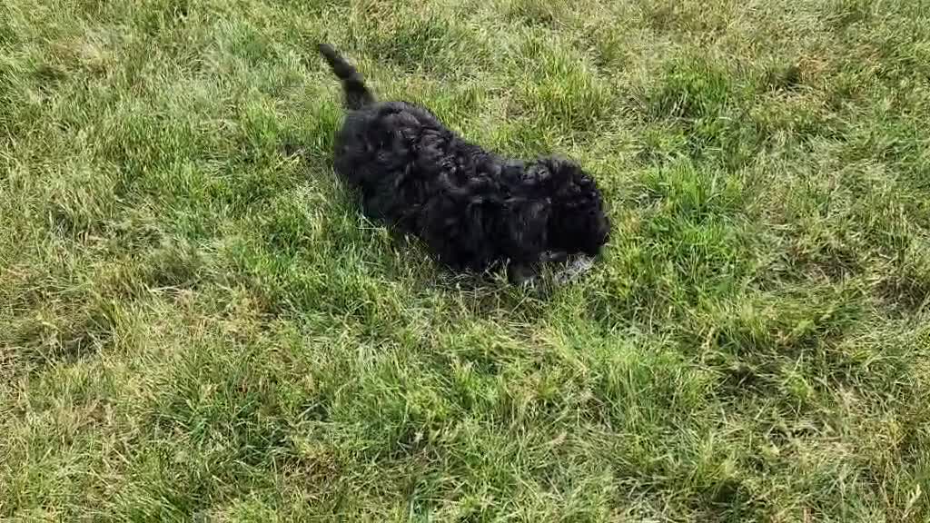 Mini Bernedoodle dogs for sale: Mia - Video 1