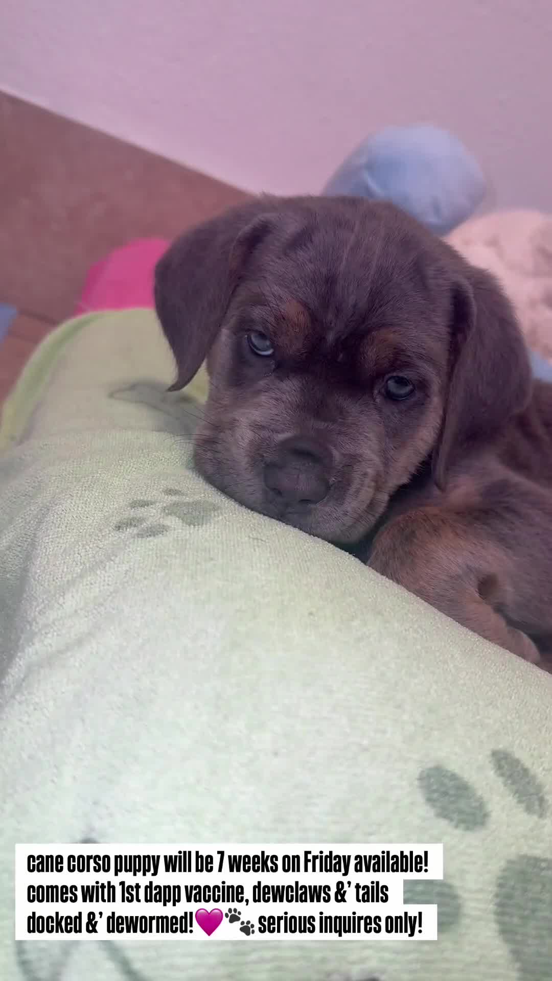 Cane Corso dogs for sale: Cane Corso 2 - Video 2