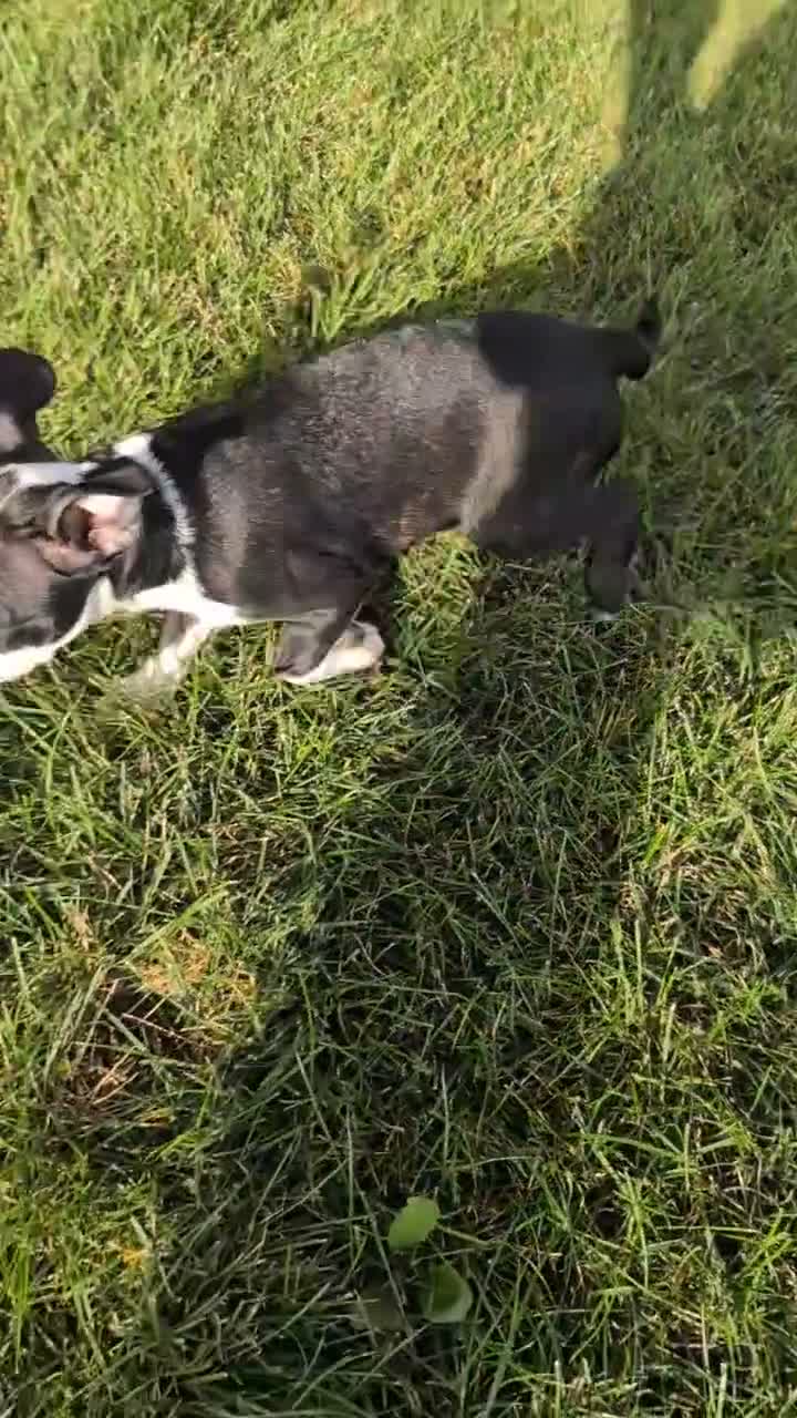 Boston Terrier dogs for sale: Trixie - Video 1