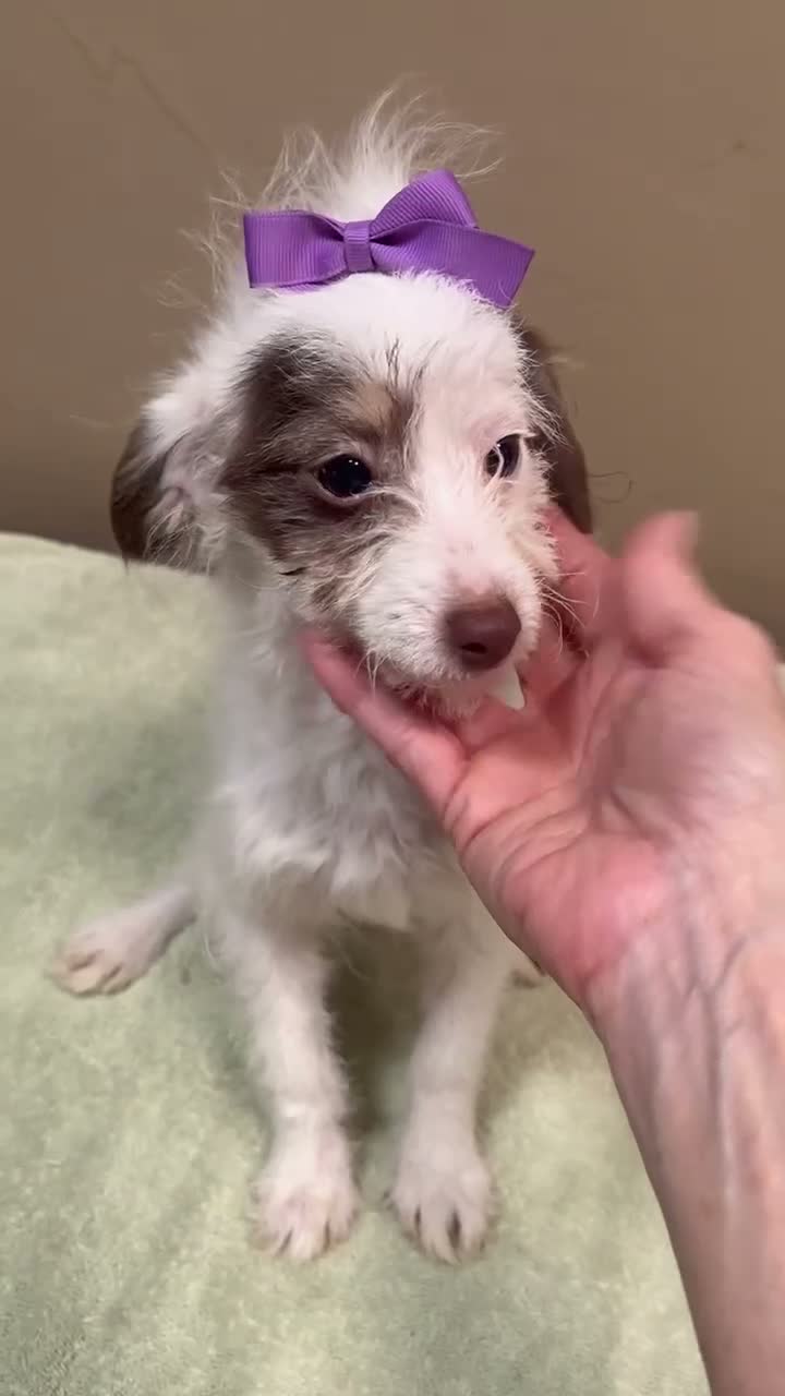 Toy Poodle dogs for sale: 3 lbs 10 ozs - Video 1