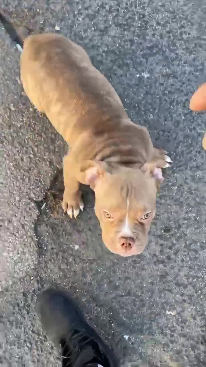 American Bully dogs for stud: Don Jwett of Krwnd Blood Bulliez - Video 1