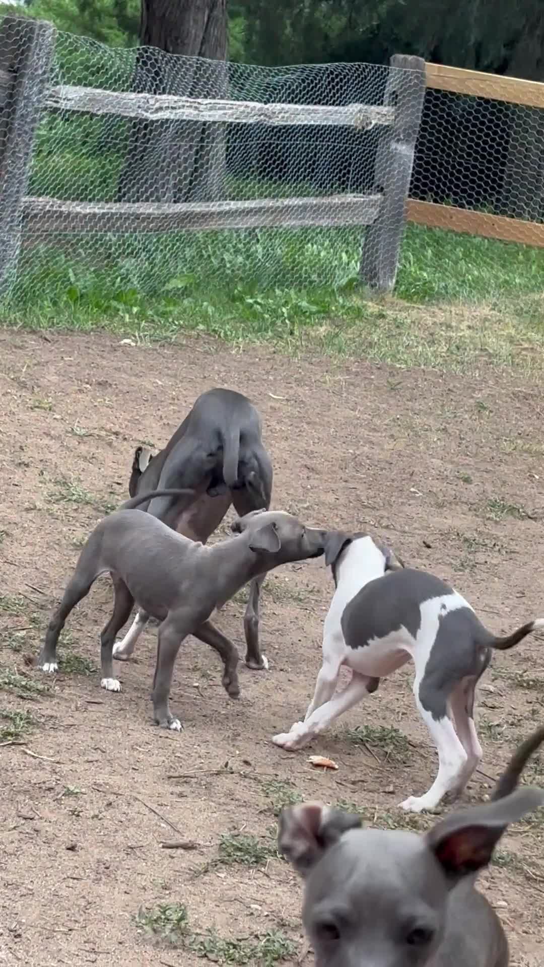 Italian Greyhound dogs for sale: Italian Greyhound 1 - Video 1