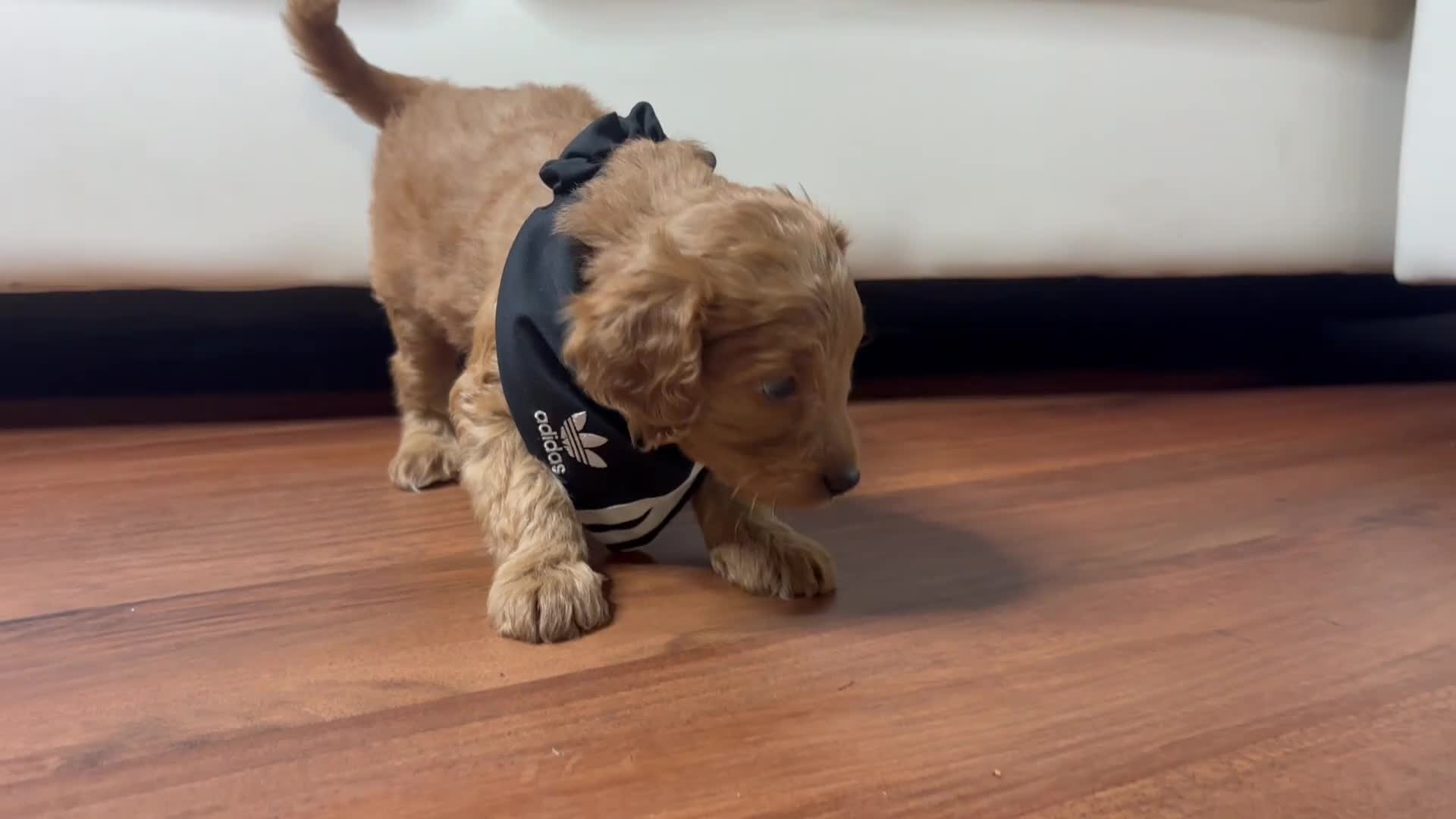 Mini Goldendoodle dogs for sale: Ruby  - Video 1