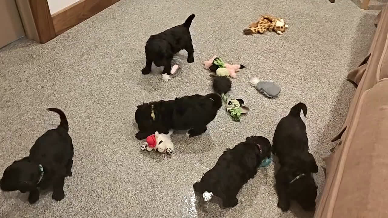 Bernedoodle dogs for sale: Shadow  - Video 1