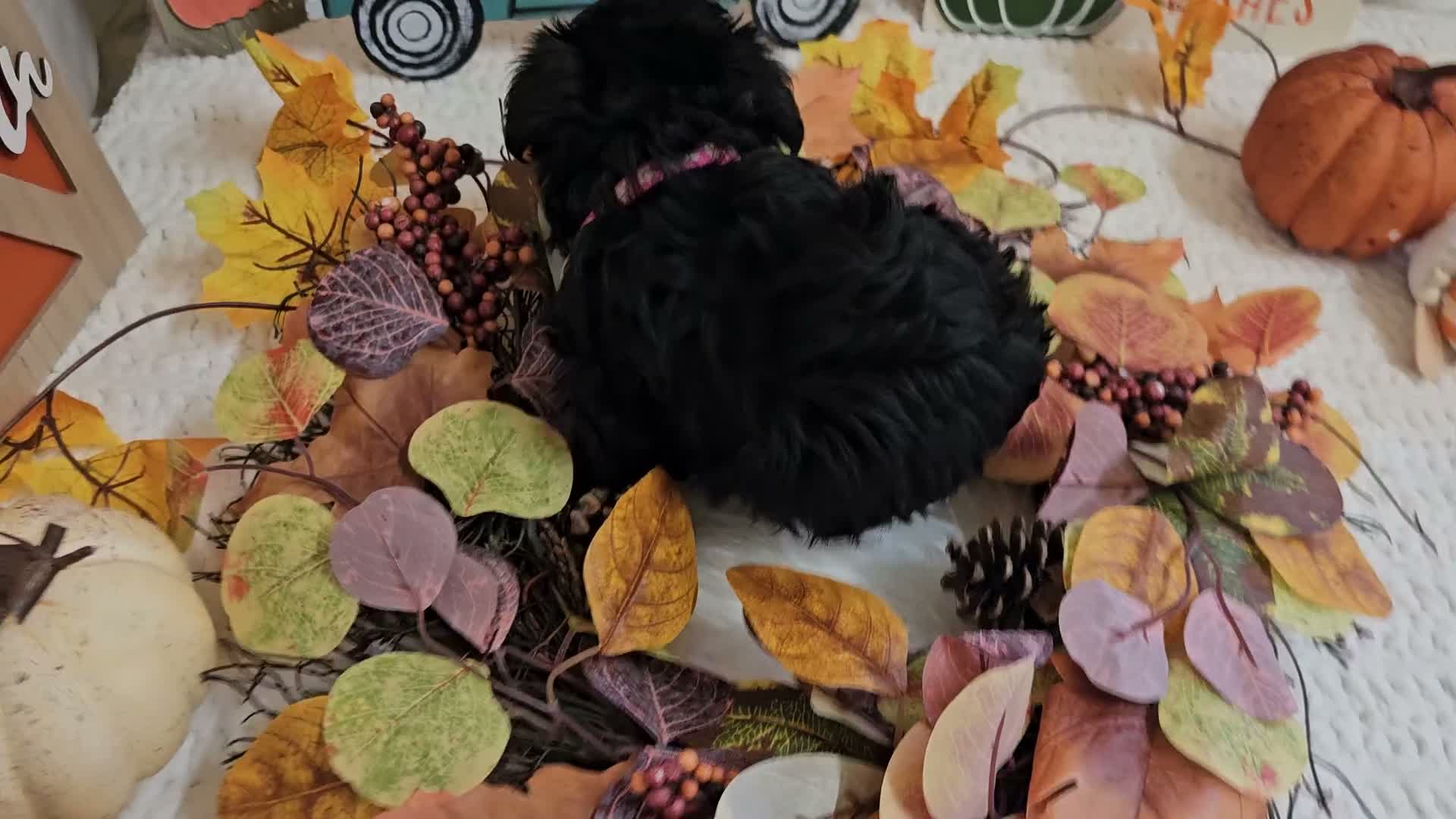 Yorkiepoo dogs for sale: Arianna Kay - Video 1