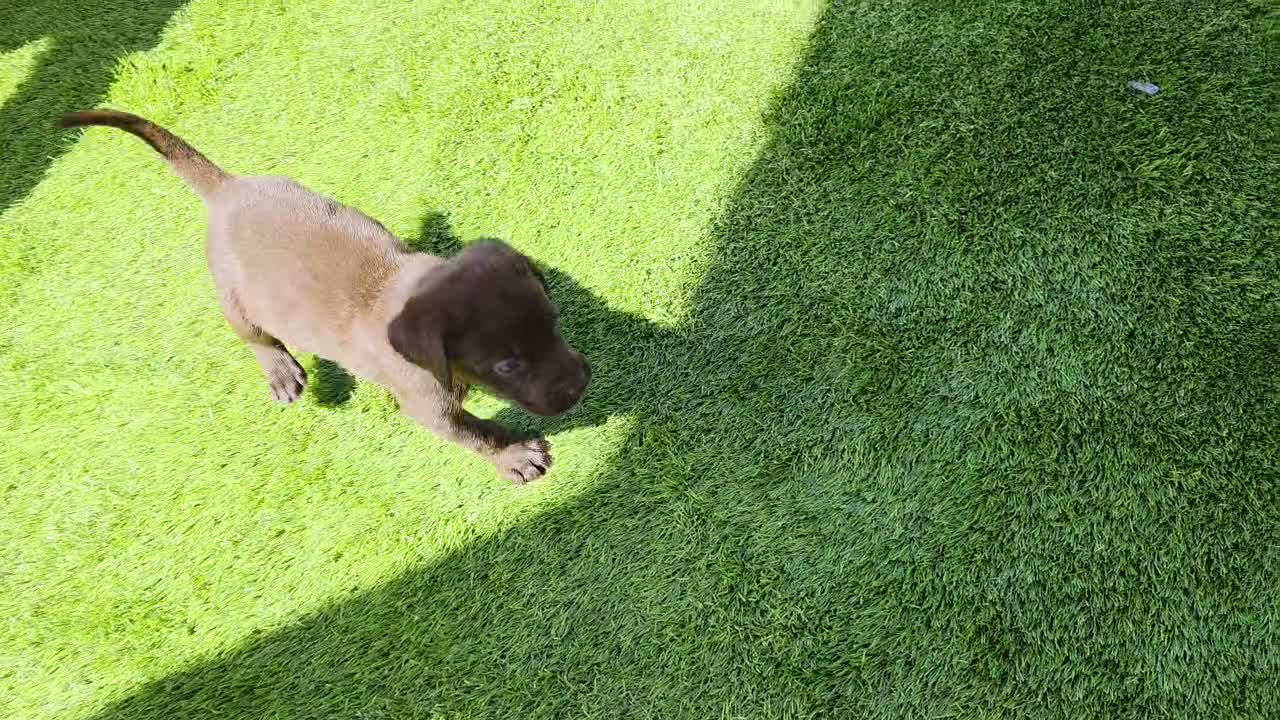 Labrador Retriever dogs for sale: Bear - Video 2