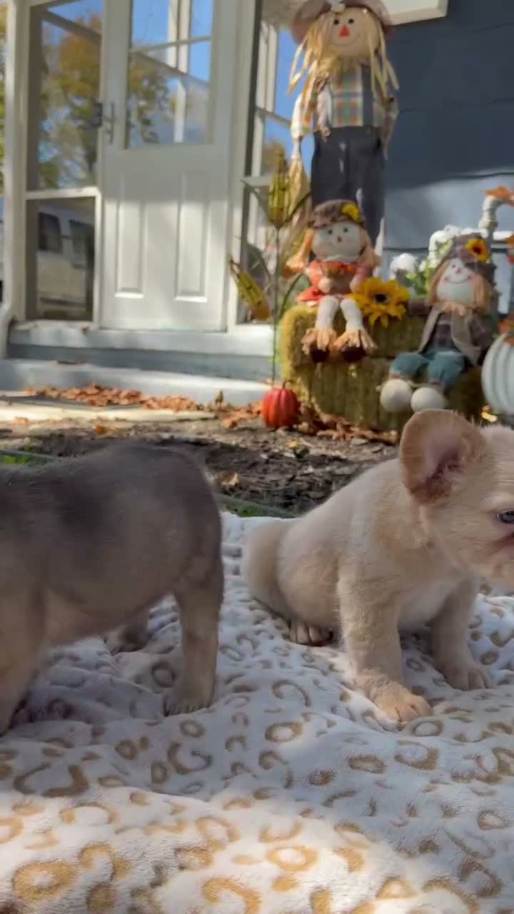 French Bulldog dogs for sale: Suki - Video 1