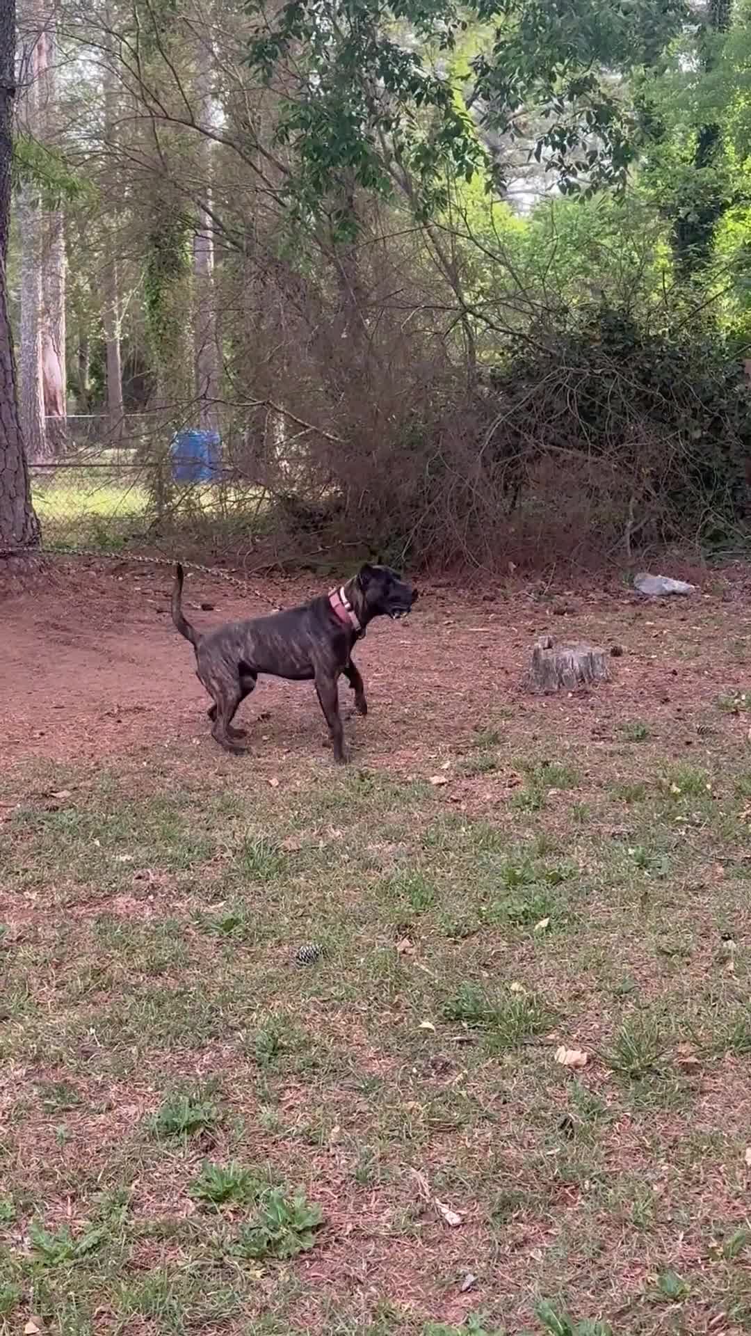 Presa Canario dogs for sale: Presa Canario 1 - Video 2