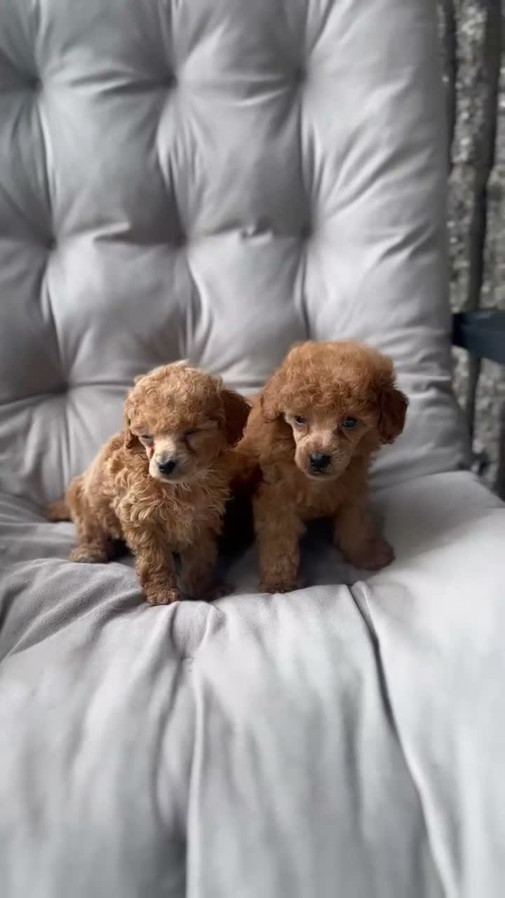 Toy Poodle dogs for sale: AKC Rocko - Video 4
