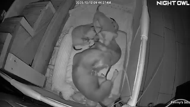 Miniature Dachshund dogs for sale: Hazel - Video 1