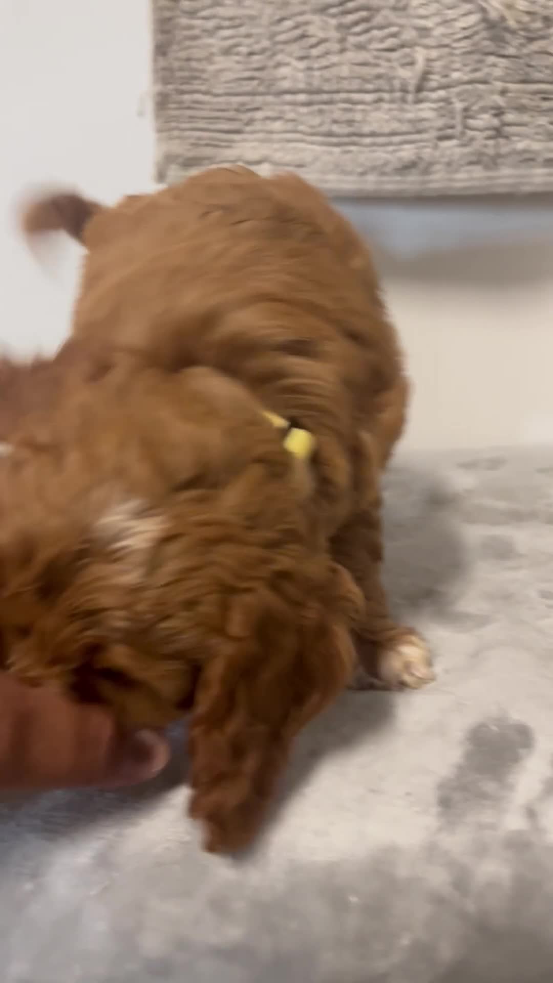 Cavapoo dogs for sale: Jared  - Video 2