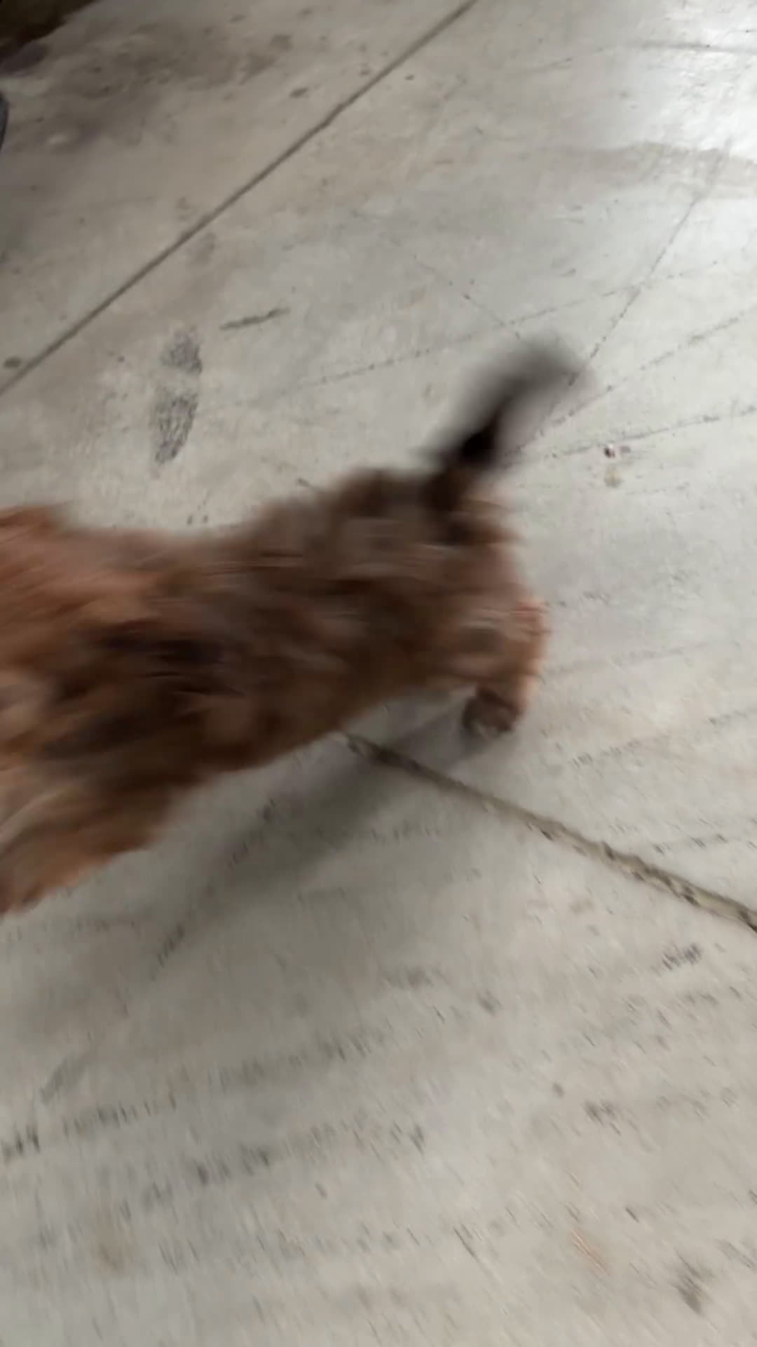 Cavapoo dogs for sale: Tilly - Video 1